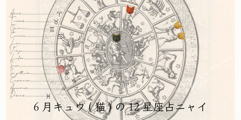 キュウ(猫)から6月の星のお便り