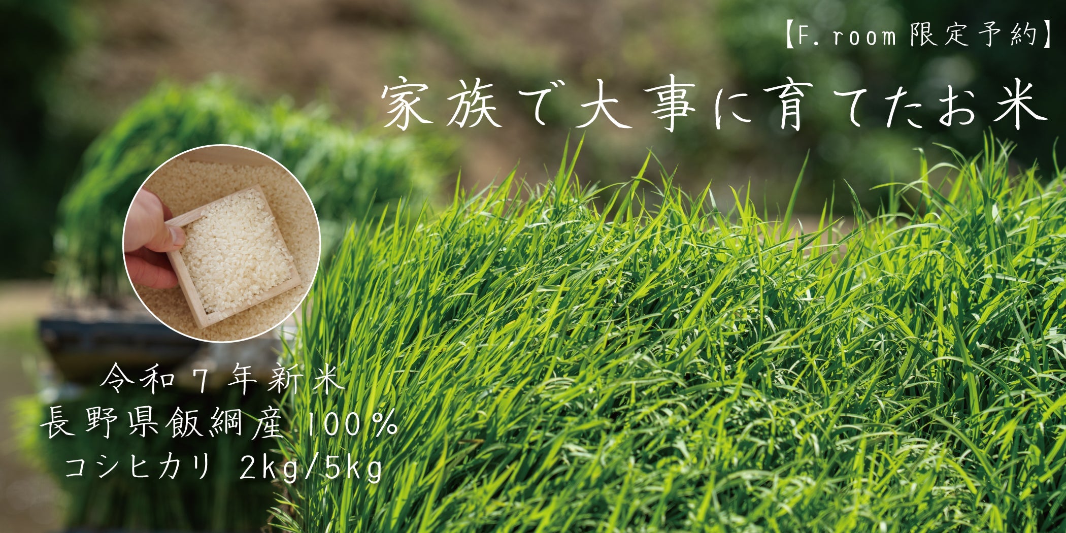 F.room限定予約】令和7年新米 長野県飯綱産100％コシヒカリ 2kg/5kg 