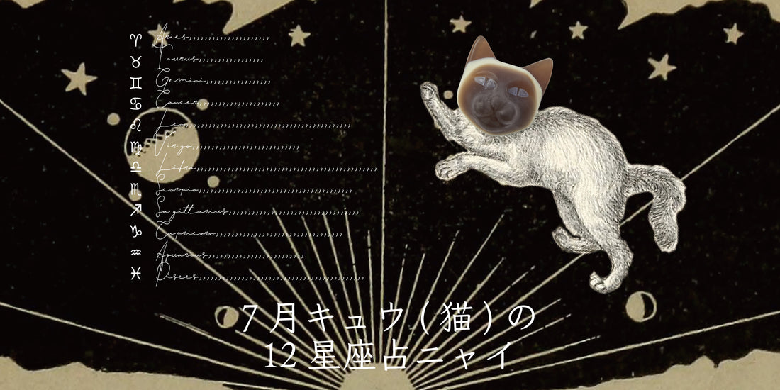 キュウ（猫）から7月の星のお便り