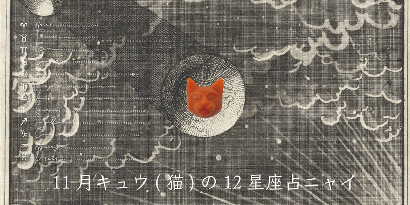 キュウ（猫）から11月の星のお便り