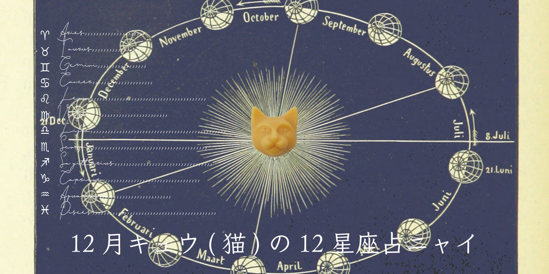 キュウ（猫）から12月の星のお便り
