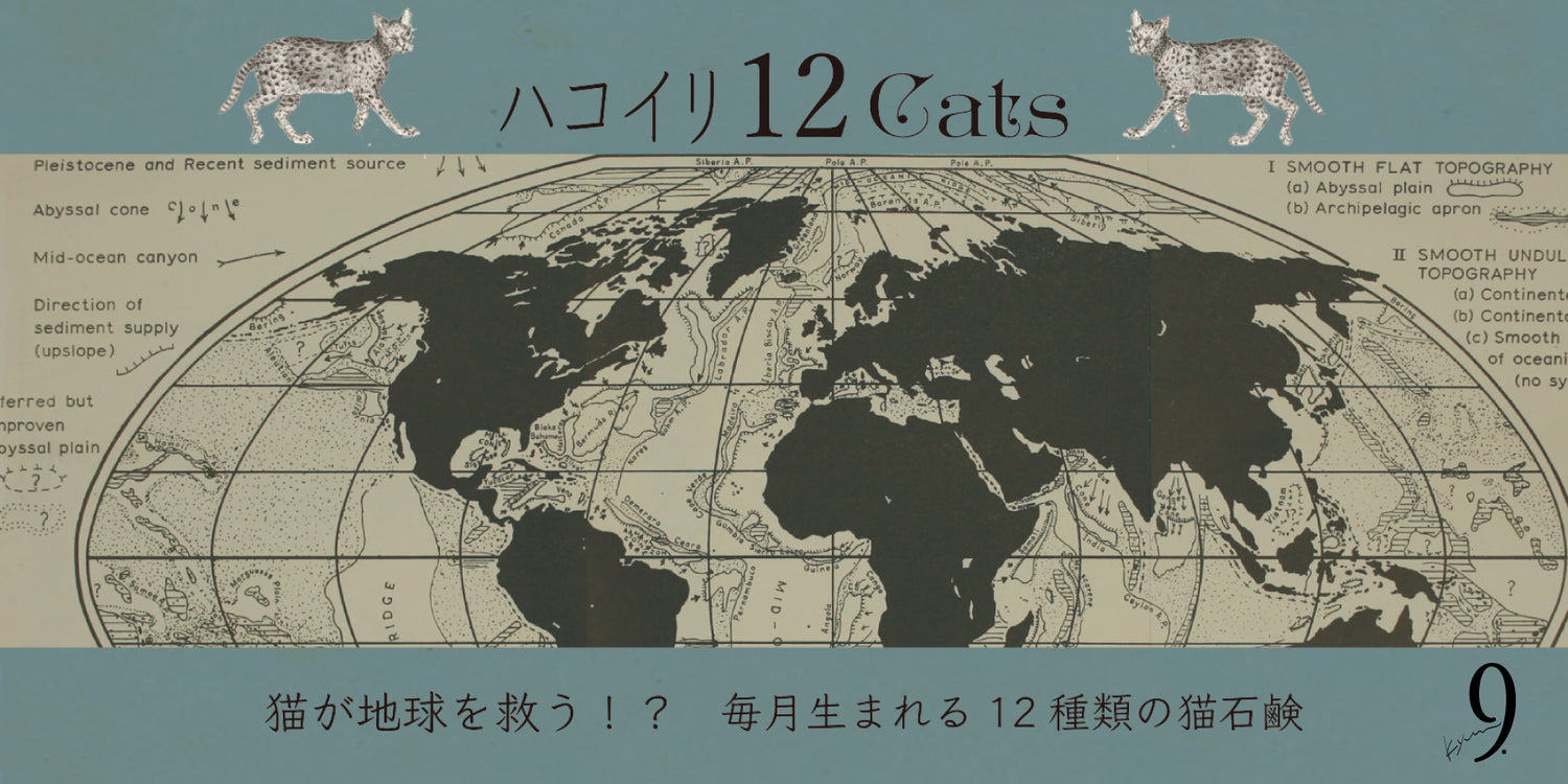 ハコイリ12Cats