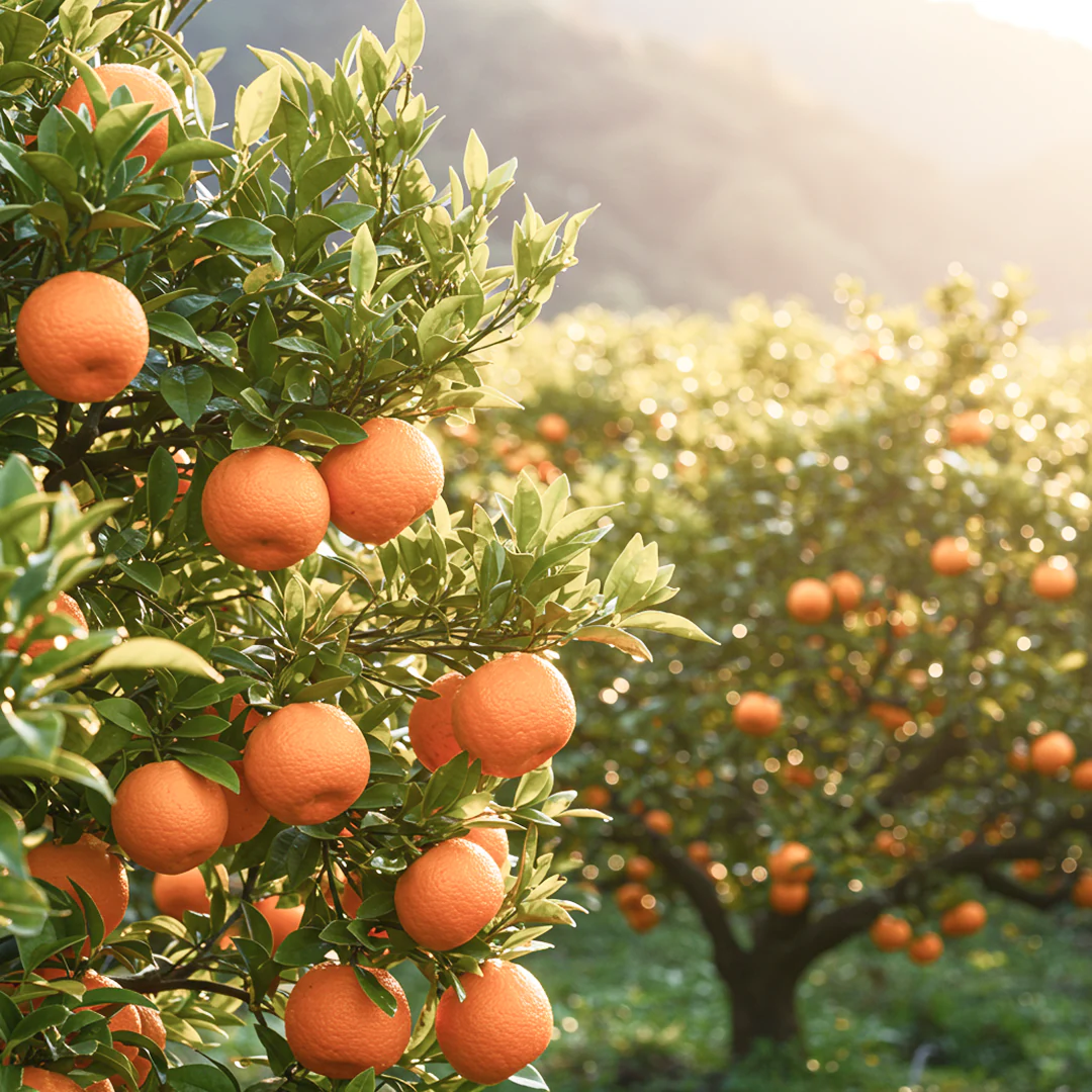 [冬の香り] 柑橘のお香