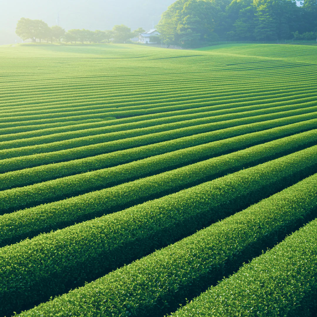 [春の香り]日本茶のお香