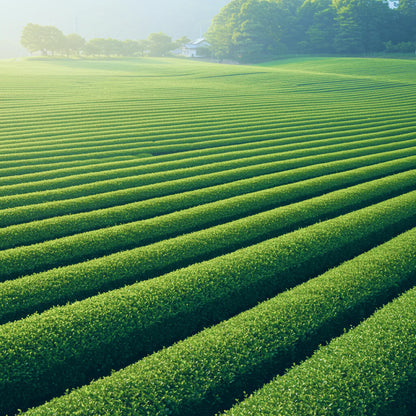 [春の香り]日本茶のお香